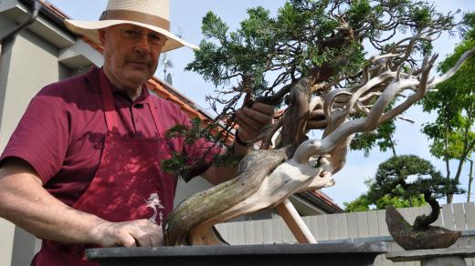 Jan Bučil, bonsajista