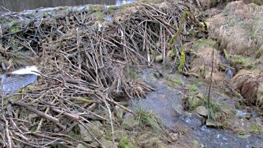 Dílo bobra tady nikomu nevadí