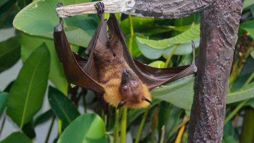 Netopýr, noční zvíře, zoo