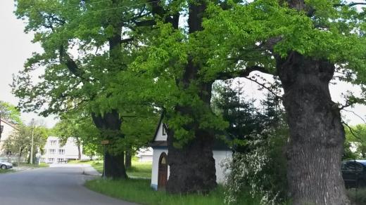 Tři památné duby v Raškovicích