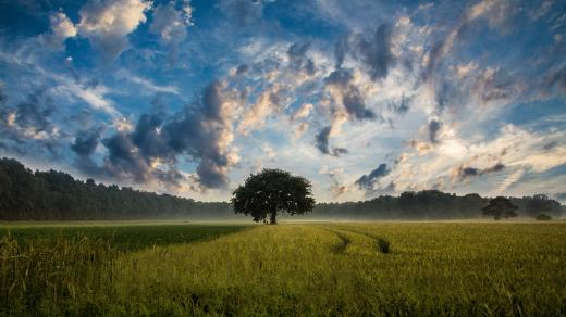 Krajina, strom, pole, ilustrační foto