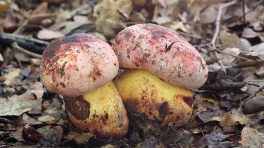 Boletus rhodopurpureus - hřib rudonachový