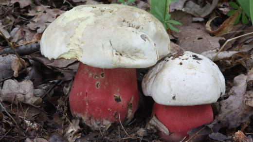 Boletus satanas - hřib satan