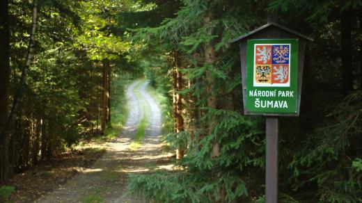 Stachy, Losenické údolí, hranice NP Šumava