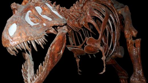 Kostra tyrannosaura, vystavená v Royal Tyrell Museum v kanadské Albertě