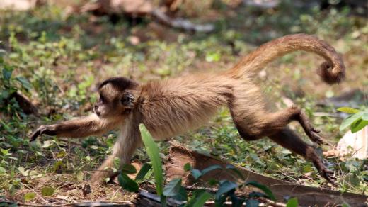 Brazilská opice malpa pruhohřbetá (Sapajus libidinosus)