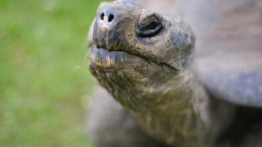 Obří želvy se zvědavě rozhlížely, kdo jim to vstoupil do teritoria