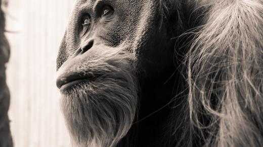 Orangutan