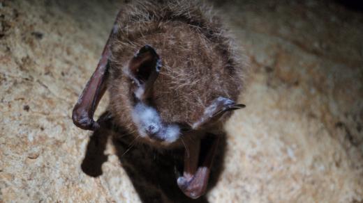 Netopýr trpící syndromem bílého nosu