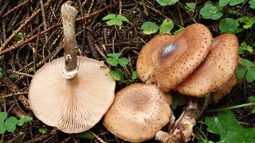 Armillaria solidipes (václavka smrková)