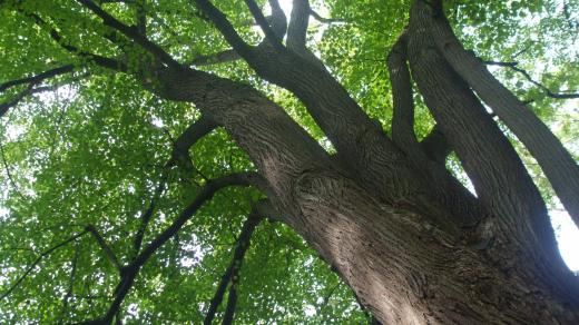 Lípy se často vysazují v parcích a stromořadích
