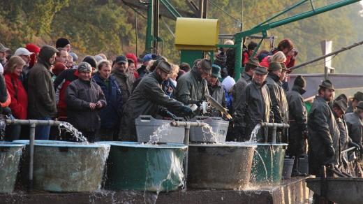 Výlov rybníka Rožmberk na Třeboňsku v říjnu 2016