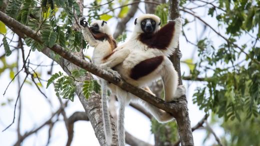 Madagaskar
