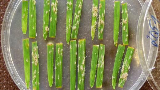 Segmenty listu diploidní pšenice Triticum monococcum infikované patogenní houbou Blumeria graminis f. sp. tritici, která způsobuje chorobu padlí travní. Na infikovaných segmentech jsou patrné kupky tvořené konidiofotry