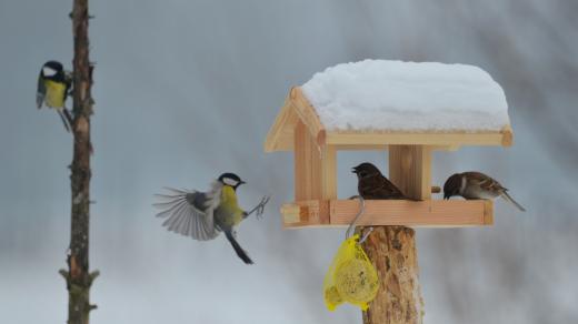 Kdo z koho, vrabci versus sýkory