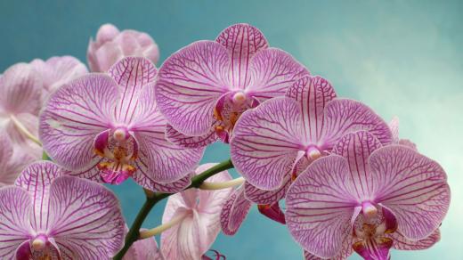 orchidej
