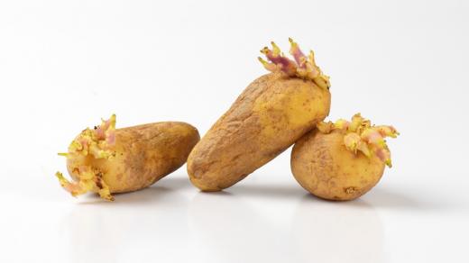 Klíčící brambory