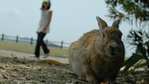 Králík na japonském ostrově Okunošima