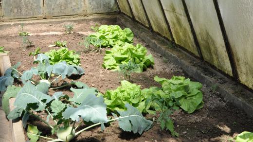 Hlávkový salát byl přímo z domácího skleníku