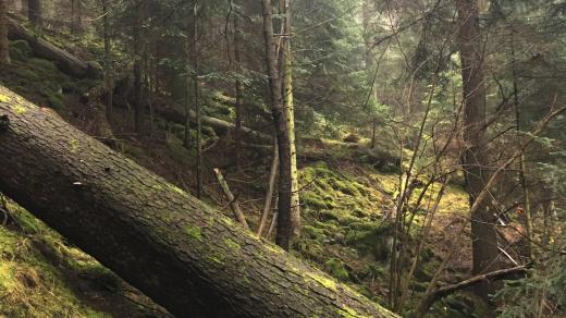 Prales na šumavské Jezerní skále