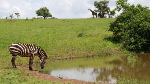 Po letech strádání se do parku Akagera vrací život