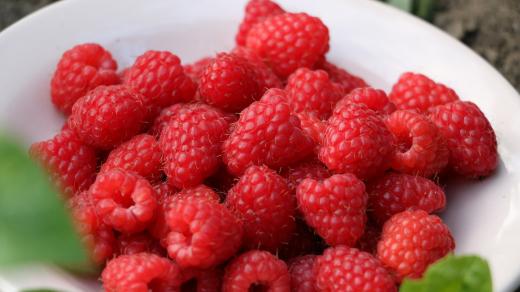 Maliny