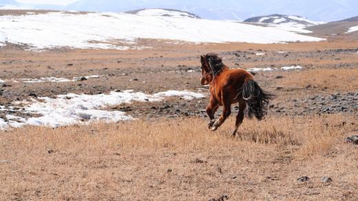 Cestování s Petrem Voldánem – V rytmu světa zvířat. Fotografie z Mongolska
