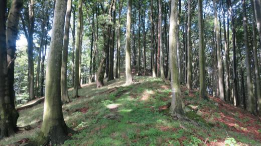 Holý kopec je svou rozlohou dvanácti hektarů patrně největším hradiskem z doby popelnicových polí na Moravě