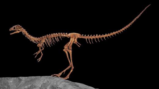 Compsognathus