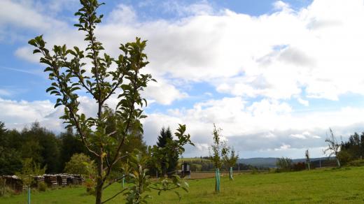 Ovocný sad, Sněžné