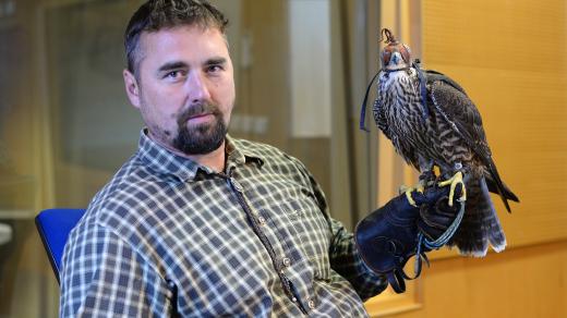 Stanislav Menclík přišel do studia samici sokola stěhovavého