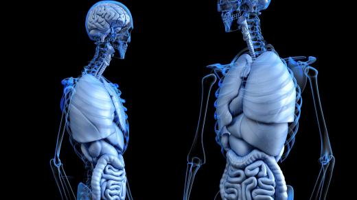 anatomie
