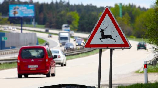Řidiči, pozor na zvěř!