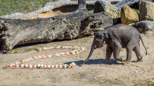 Slon Max, Zoo Praha