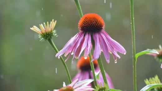 Echinacea purpurea