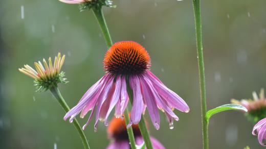 Echinacea purpurea
