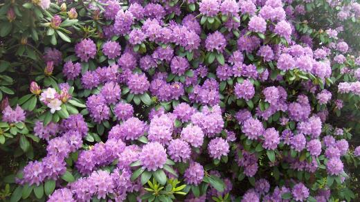 Rododendrony Česká Kamenice 