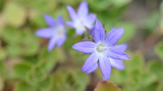 Zvonek garganský, Campanula garganica