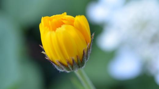 Za sucha a okolo poledne se sbírá květ měsíčku lékařského, ovšem oranžový