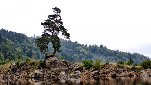Chudobínská borovice, Vír