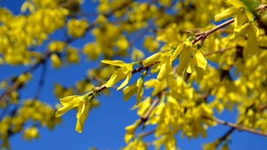 Zlatice (Forsythia)