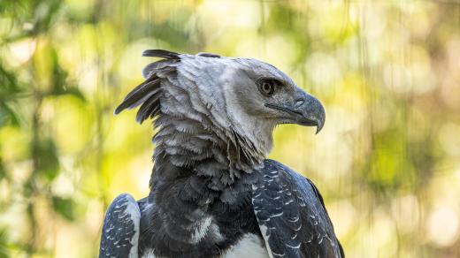 Harpyje je fascinující pták