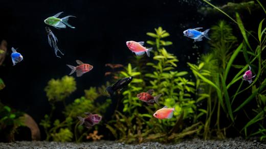 Chcete si pořídit rybičky?