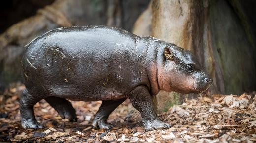 Mládě hrošíka liberijského