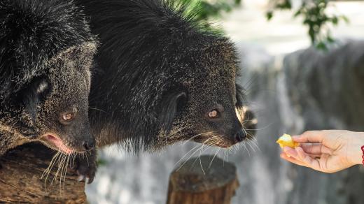 Binturong