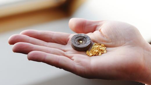 Sazenice můžete nechat vyklíčit v rašelinovém knoflíku