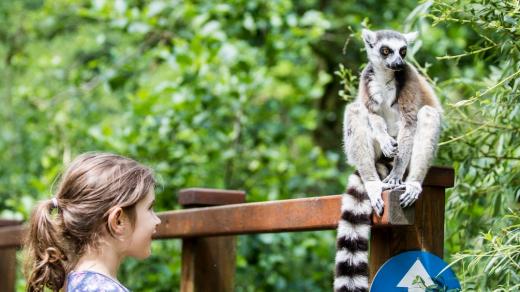 Ráj lemurů v Zoo Ostrava