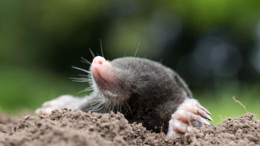 Muž bojoval s krtkem na zahradě pomocí pyrotechniky. Ilustrační foto