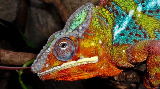 Pozoruhodní chameleoni pardálí ve dvorském safari parku