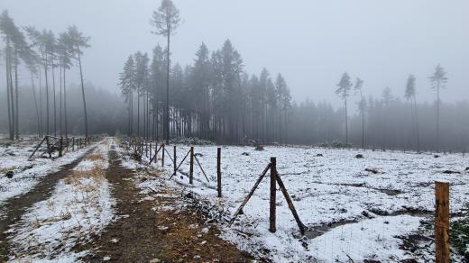 Holiny po kůrovcové těžbě jsou na řadě míst už zase osázené